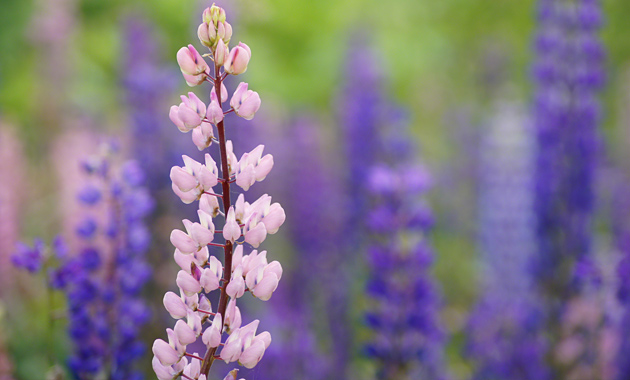 Shoot stunning portraits